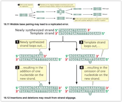 Chapter 18 DNA Mutation And Repair Flashcards Quizlet