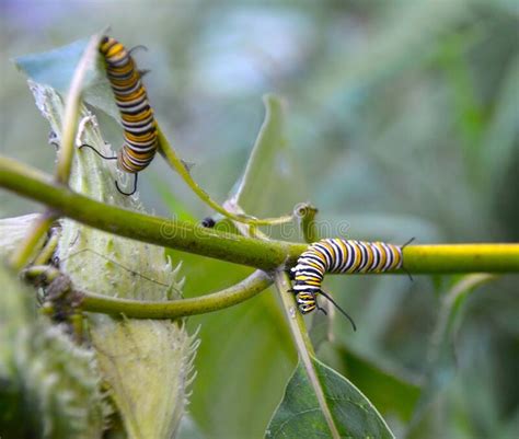 Two Monarch Caterpillars Dine on Adirondack Milkweed Stock Image ...