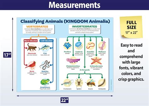 ZOCO - Animal Kingdom Classification Poster (2 Pack) - Laminated 17 x ...