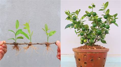 How To Grow Lemon Tree From Cuttings In Building Sand For Beginners