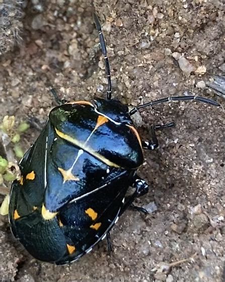 Harlequin Bug Murgantia Histrionica Bugguide Net