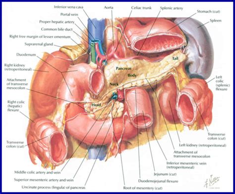 Small Intestine Flashcards Quizlet