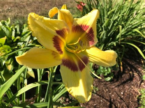 King George Daylily Dooley Gardens