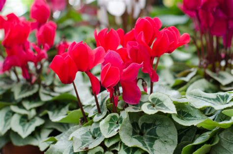 When Propagating Hardy Cyclamen, Dividing Tubers Is Usually The Best ...