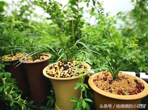 養蘭花，4招抗擊「秋老虎」，蘭花不腐苗，蹭蹭上花苞 每日頭條