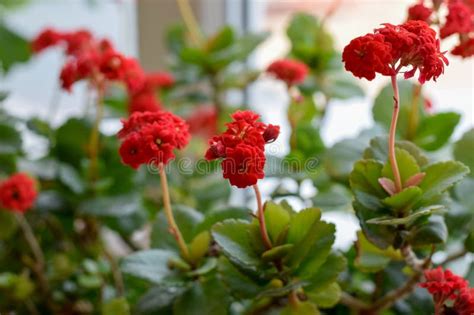 Small Red Flowers And Green Leaves Potted Plant Crassula On The