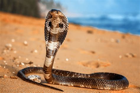 Top 13 Most Venomous Snakes In The World More Reptiles