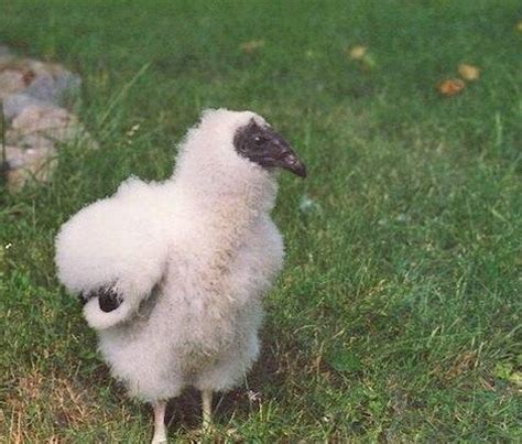 a fluffy baby turkey vulture. turkey vultures have... - todays bird