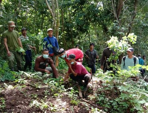 Reboisasi Hutan Di Lokapaksa Warga Tanam Bibit Pohon Bernilai Ekonomi