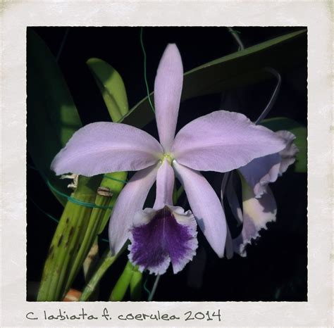 C Labiata F Coerulea Orchid Flower Orchid Images Cattleya