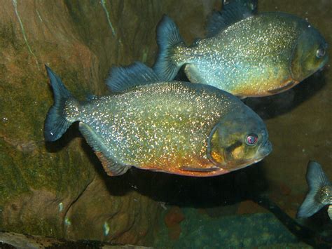 The Online Zoo Red Bellied Piranha