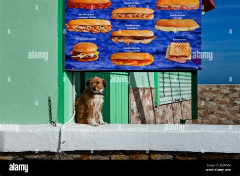 Affiche De Chien Banque De Photographies Et Dimages à Haute Résolution