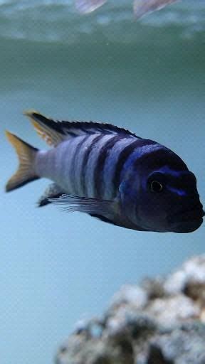 Mpanga Cichlid Malawi Mbuna Video African Cichlid Aquarium