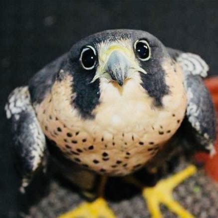 Baby falcon! : r/aww