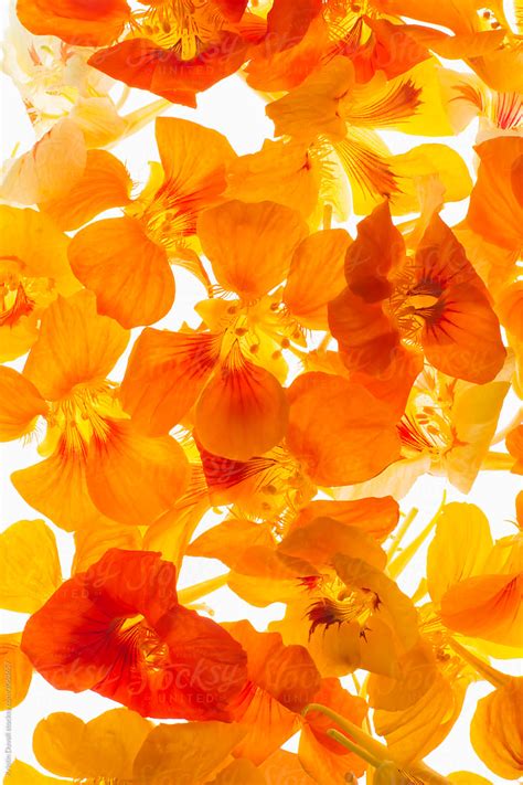 Orange Nasturtium Flowers By Stocksy Contributor Kristin Duvall