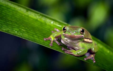 beauty, Cute, Amazing, Animal, Animal, Green, Frog, On, Green, Leaf ...