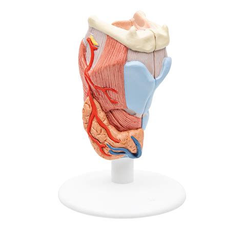 Human Larynx Model, 2 part - 3B Smart Anatomy - 1000273 - 3B Scientific ...