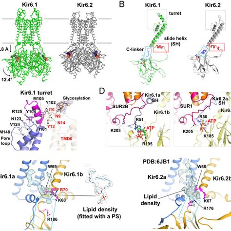 Structures Of The Vascular K Atp Channel In The Presence Of Atp And