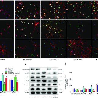 Knockout Of NF 1 Promoted Neuronal Differentiation Of Neural Stem Cells