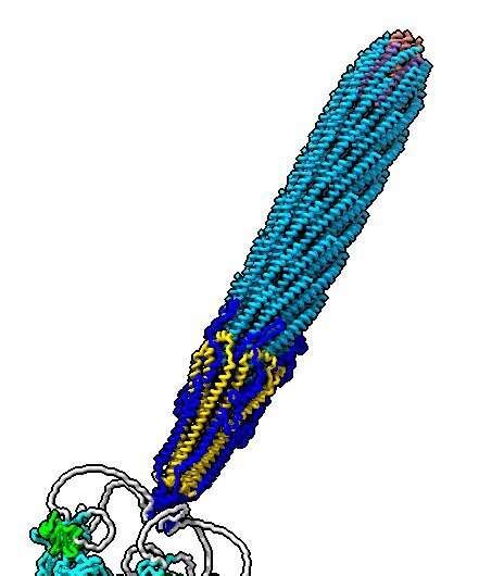 Phage structure, captured for the first time, could benefit biotech applications