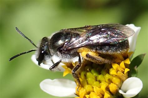 Abejas Avispas Y Hormigas Gomera Vive