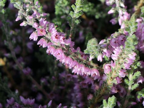 Sommerheide Silver Knight Calluna Vulgaris Silver Knight