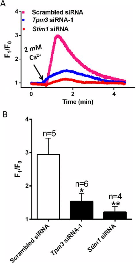 Effect Of TPM3 Or STIM1 Knockdown On Store Operated Ca 2 Entry SOCE