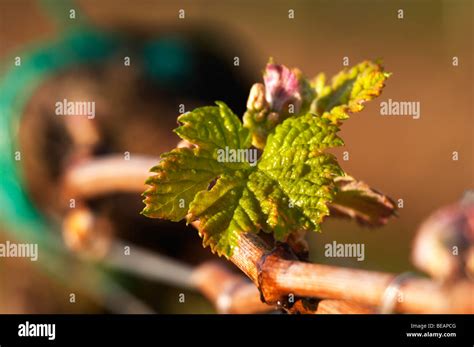 Bud Burst On The Vine Chateau Pey La Tour Bordeaux France Stock Photo