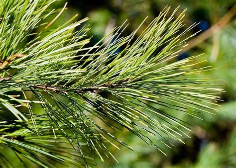 White Pine 50 80 Tall 20 40 Wide Evergreen No Blooms Plant In Full