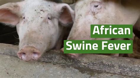 What Is African Swine Fever Asf Inciner8 Youtube