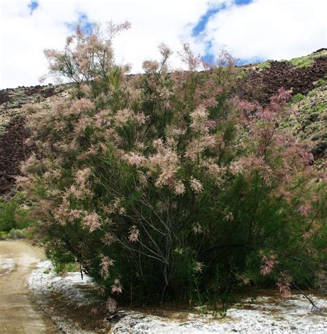 Tamarisk Tamarix Ramosissima Watershed Management Group