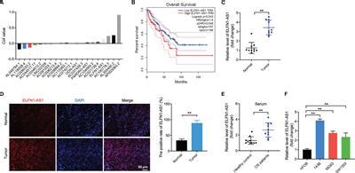 Frontiers Osteosarcoma Cell Derived Exosomal ELFN1 AS1 Mediates