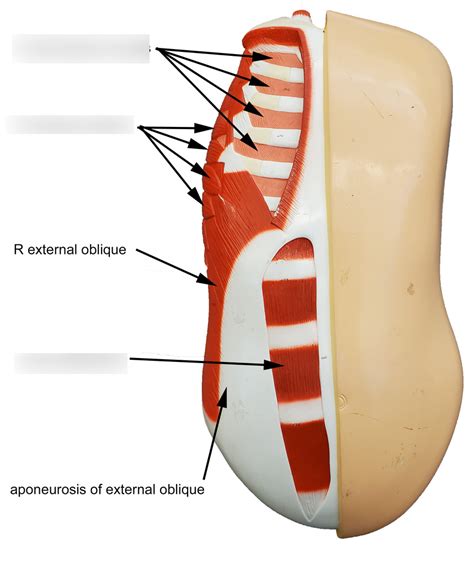 Bio Muscles Diagram Quizlet