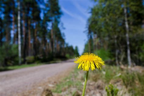 Løvetann Veien Blomst Gratis foto på Pixabay