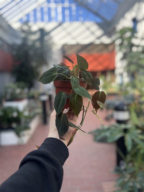 Philodendron Micans La Selva Gartneri