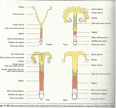 Anatovet Sistema Reprodutor Feminino