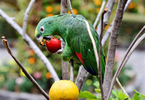 Partot - Eclectus Parrot Elongated Digestive Tract - Fact Or Fiction ...