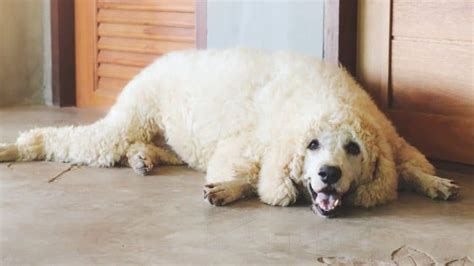 Razas De Perros Con Pelo Rizado