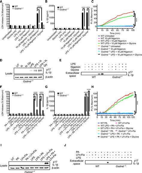 Pdf The Pore‐forming Protein Gasdermin D Regulates Interleukin‐1