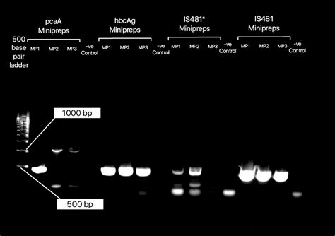 Team Nyu Abu Dhabi Resultsbio Igem Org