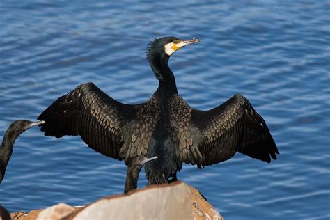 Cormor N Manc N Phalacrocorax Harrisi Mundiaves