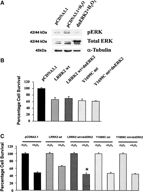 Effect Of Co Expression Of Wild Type Lrrk2 Y1699c Mutant With Dnerk2