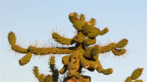 Free Images Tree Nature Branch Cactus Sharp Leaf Flower