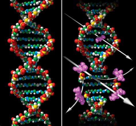 Cumple 60 Años La Estructura Del Adn El Secreto De La Vida Noticias