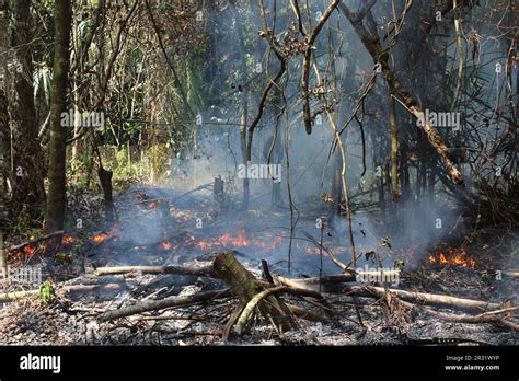 Slash And Burn Agriculture Also Known As Milpa Farming Where The Jungle