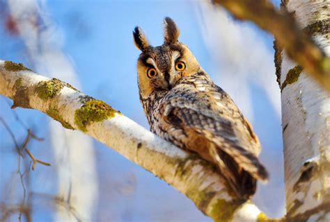 Owls In Texas: 17 Species That You Must-See In This State