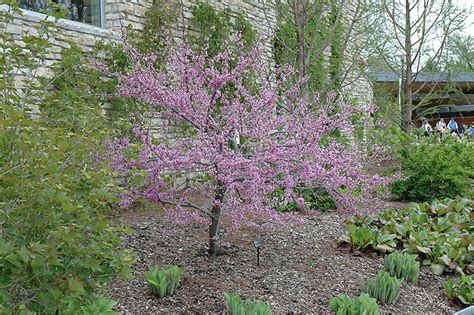 Joy S Pride Redbud Cercis Canadensis Morton In Drums Mountaintop