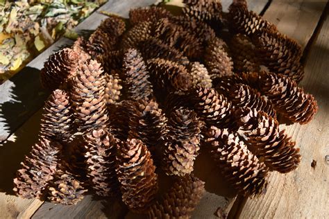 Pine Cones Spruce Pine Cones 2 4 Inches In Length Dozen 12 Per Order Etsy