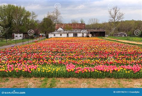 Rows Of Tulips Haymarket Va Festival Stock Photo Image Of Flowers