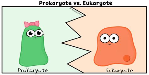 Amoeba Sisters S Science With The Amoeba Sisters